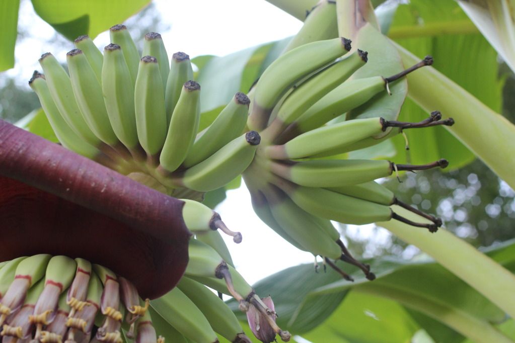 Ice Cream ‘Blue java’ flag leaf... In zone 7b!!!! Page 2